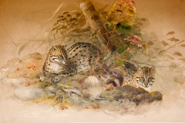 Gato Wagati, 1851-69